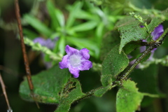 Pteracanthus urticifolius